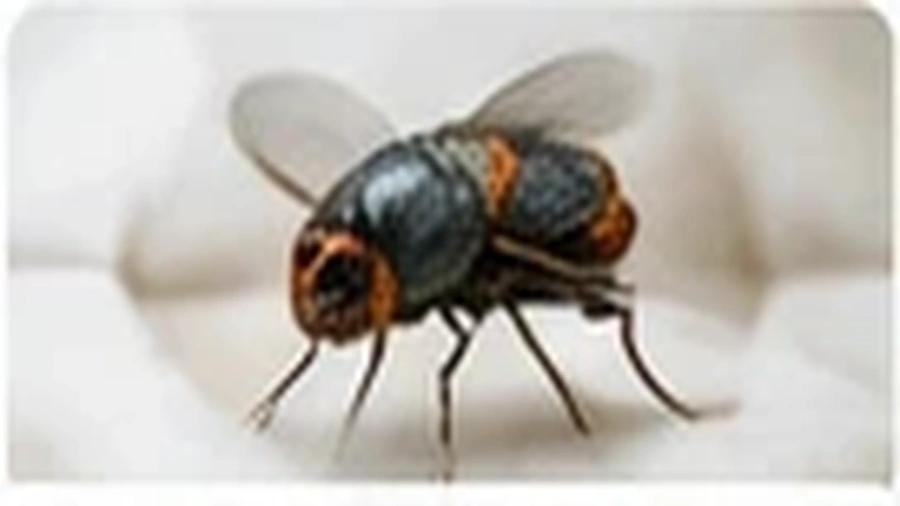 Fly Control