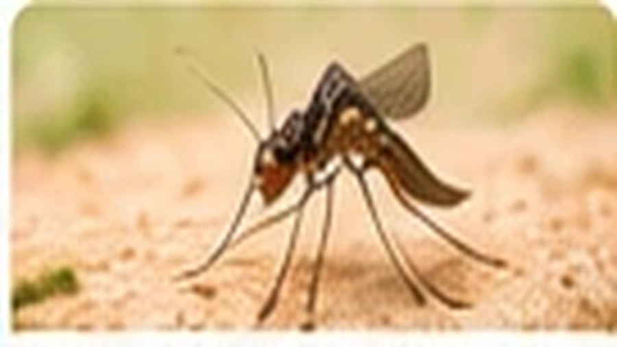 Mosquito Control